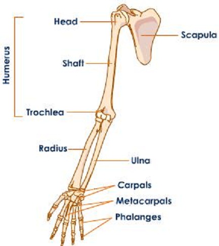 Skeletal System Diagrams